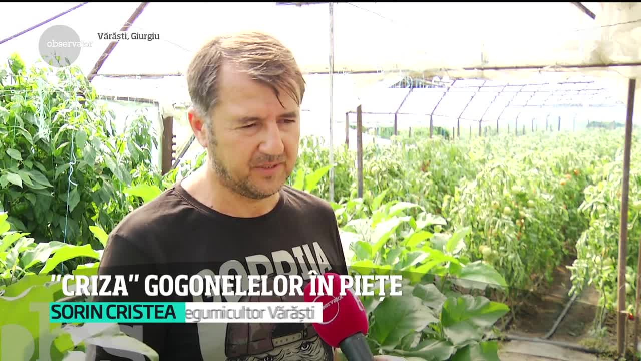 Gogonelele sunt aproape de negăsit &icirc;n pieţe