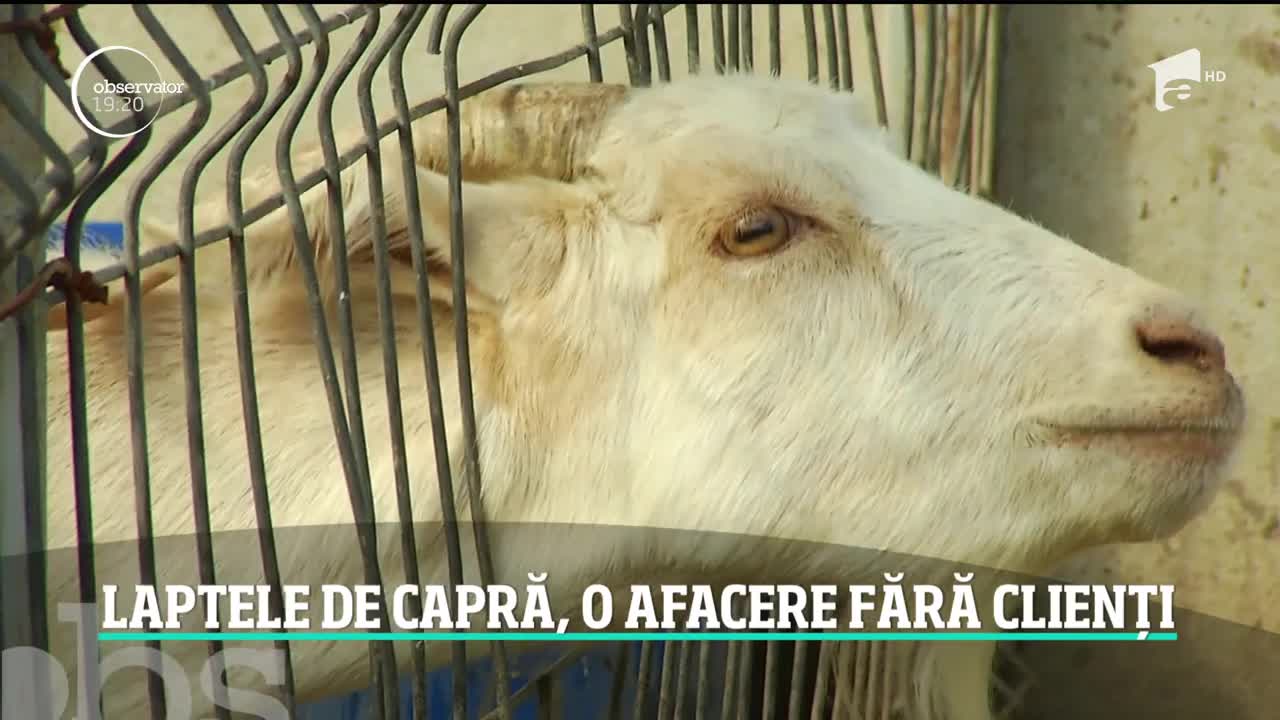 Laptele de capră nu se află pe lista de preferinţe a rom&acirc;nilor