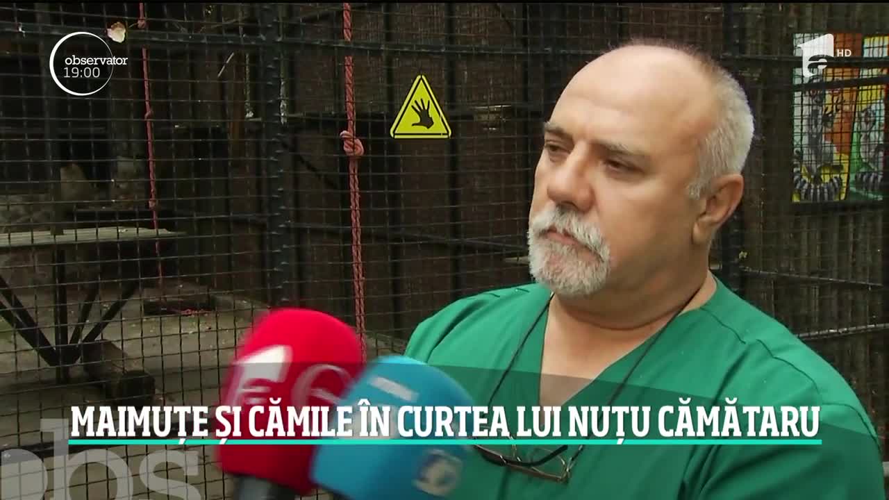 După maimuţa care a speriat Bucureştiul, poliţiştii au găsit o grădină zoologică &icirc;n toată regula &icirc;n Sectorul 5, &icirc;n curtea lui Nuțu Cămătaru