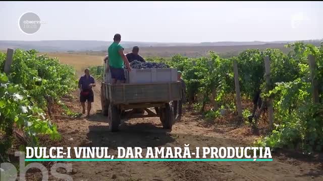 Rom&acirc;nia are mai puţin vin, dar de o calitate mai bună dec&acirc;t &icirc;n alţi ani