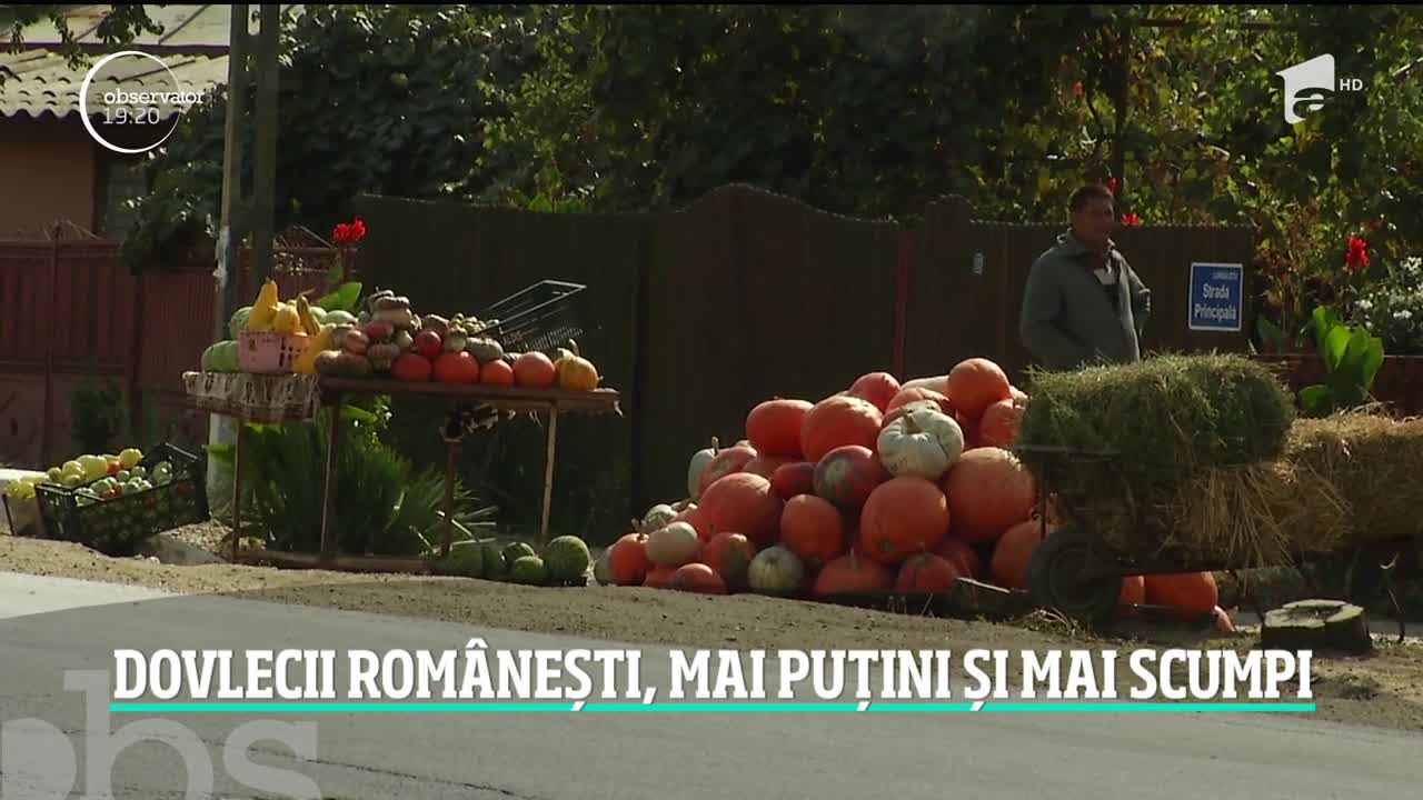 Sezonul dovlecilor este mai sărac &icirc;n 2019! Bostanii care dau aromă toamnei vor lipsi din multe pieţe