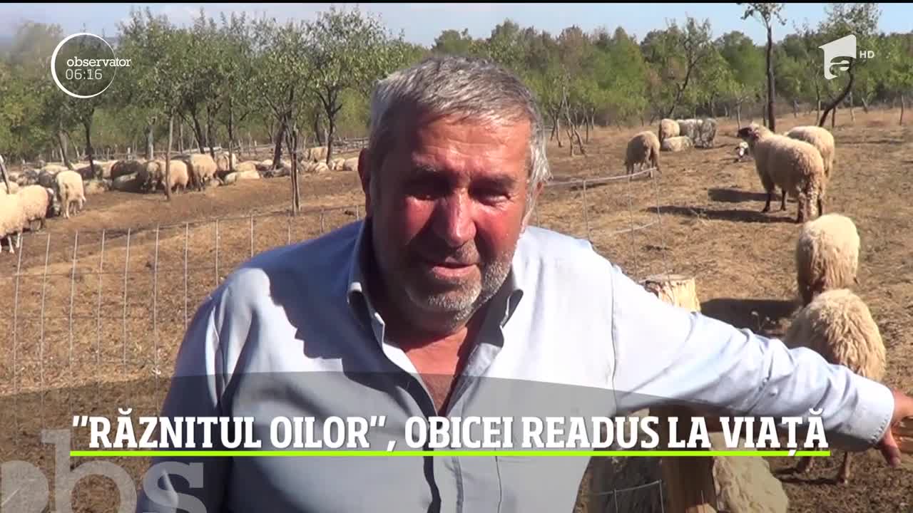 Un obicei vechi, păstrat de ciobanii din Banat din moşi-strămoşi, e &icirc;mpărtăşit astăzi tinerilor şi copiilor
