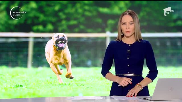 O t&acirc;nără din Alba Iulia a fost atacată de un c&acirc;ine din rasa pitbull
