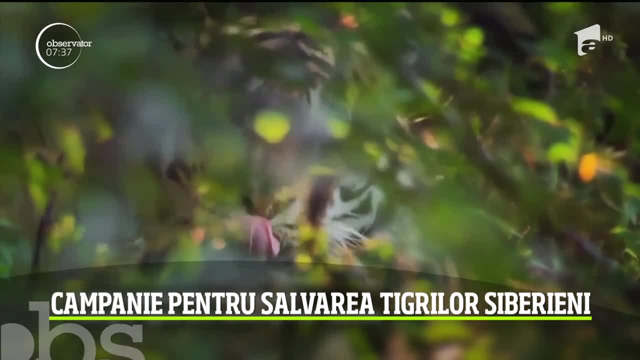 Tigrii siberieni sunt &icirc;n pericol, dar un centru special deschis &icirc;n China ar putea să dea speciei rare şansa să se redreseze