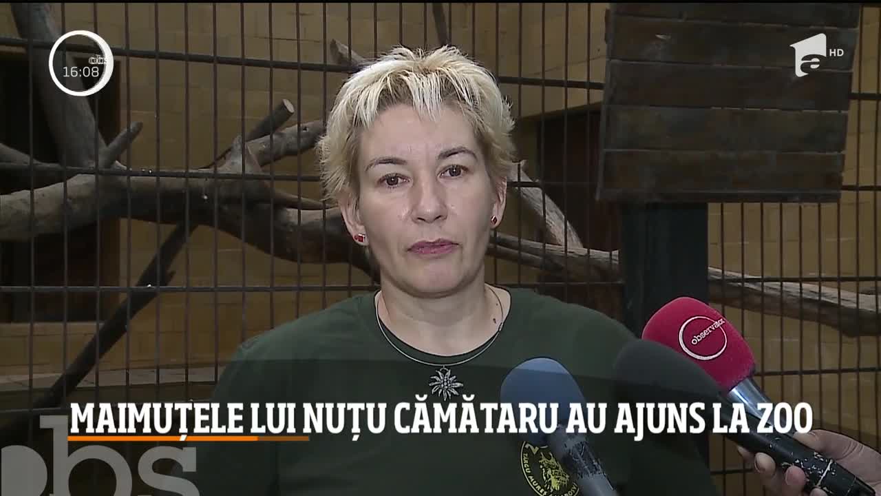 Animalele exotice care i-au fost confiscate lui Nuţu Cămătaru au ajuns la Grădina Zoologică din T&acirc;rgu Mureş
