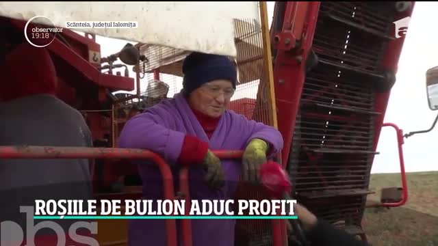 Roșiile de bulion aduc profit fermierilor. Cum arată traseul roşiei din c&acirc;mp p&acirc;nă &icirc;n sticla de bulion