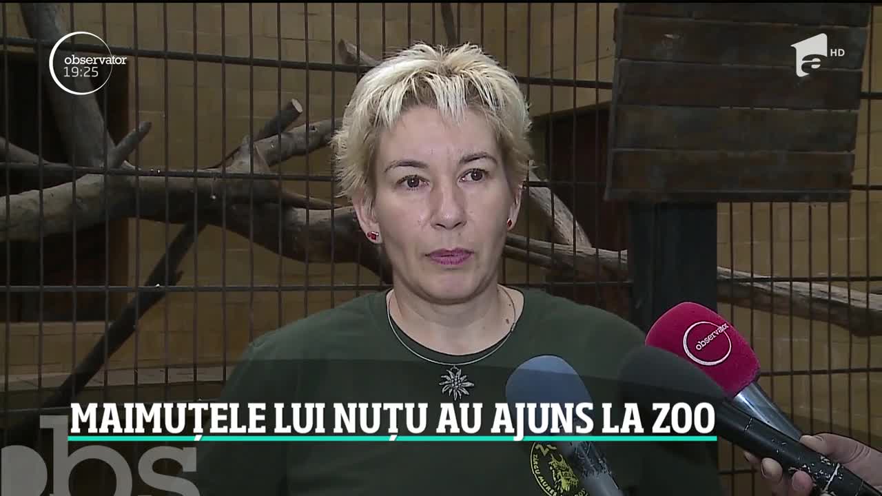 Maimuţele lui Nuţu Cămătaru au o casă nouă: grădina zoologică din T&acirc;rgu Mureş. Cum s-au adaptat