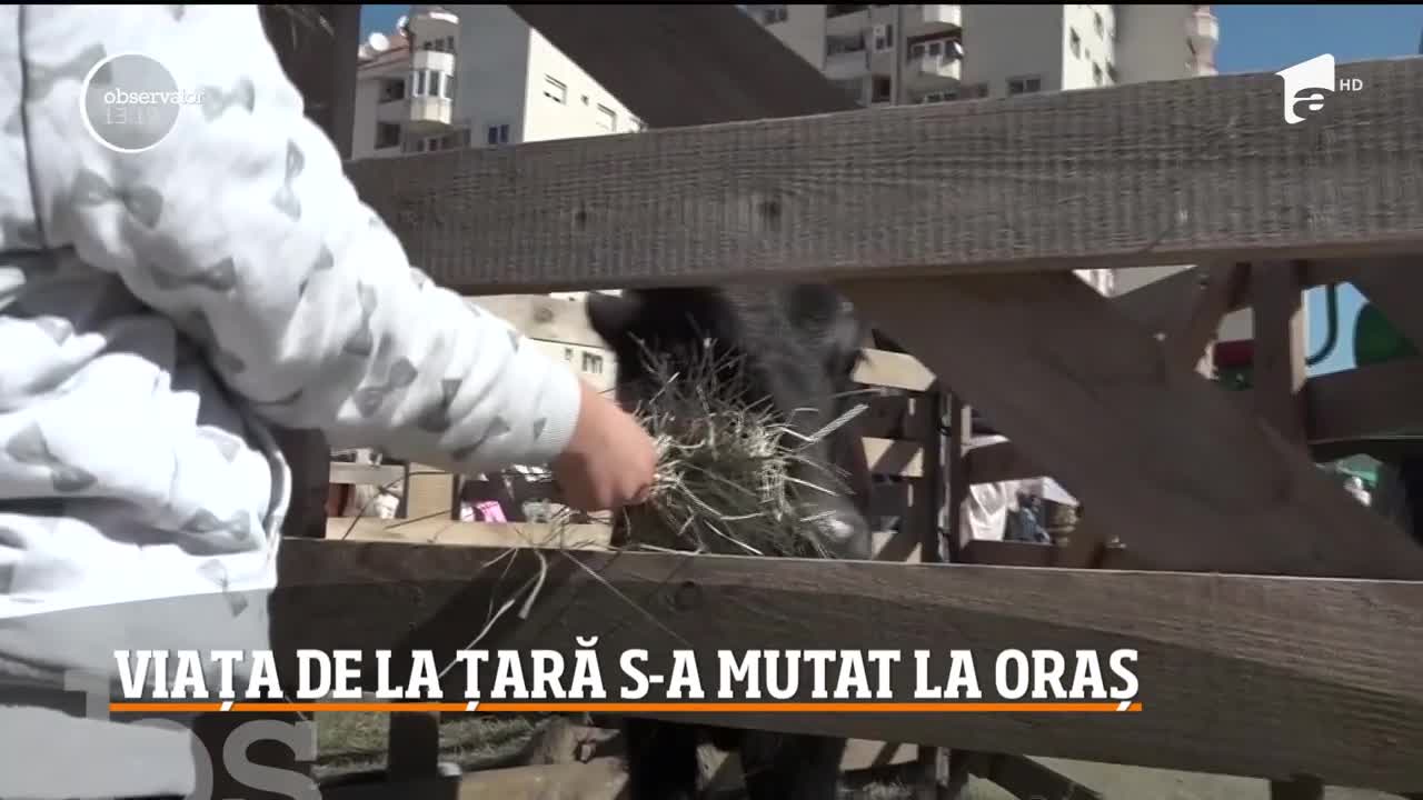 Satul s-a mutat la oraş, la Miercurea Ciuc! Ţăranii le-au arătat orăşenilor cum se fac reţete tradiţionale, cum se macină gr&acirc;ul și cum se hrănesc animalele