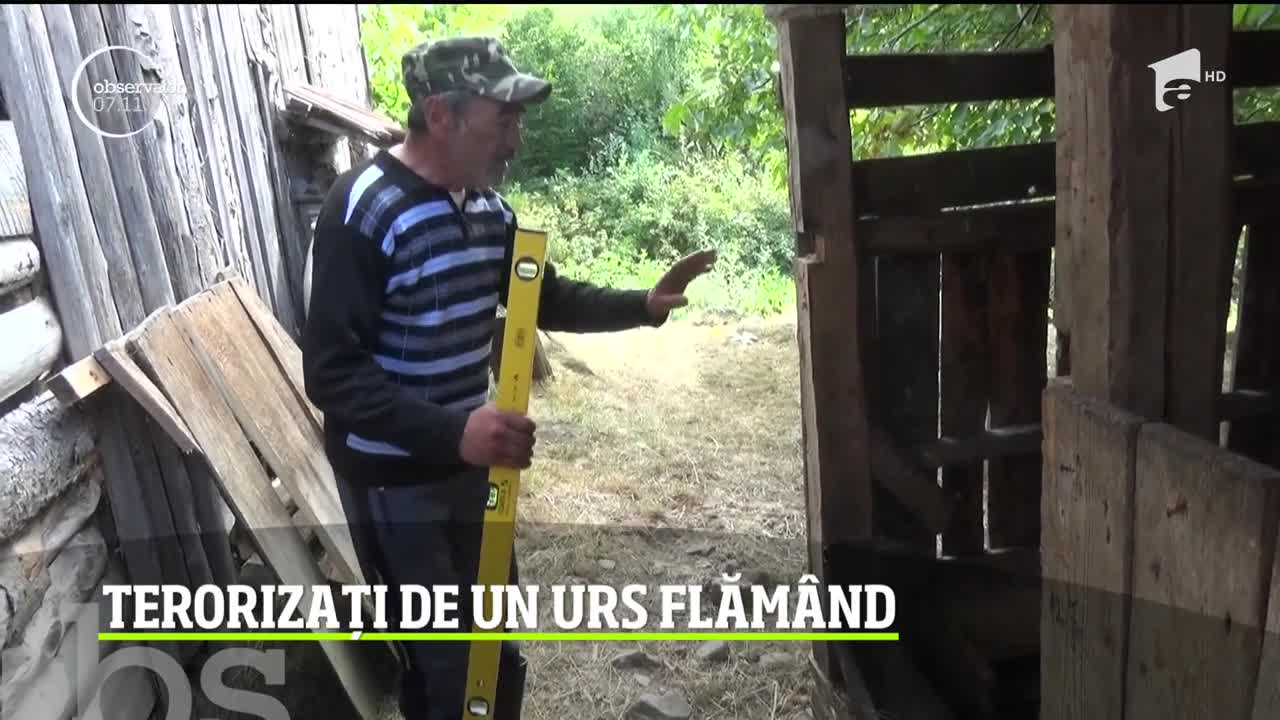 Un urs flăm&acirc;nd a băgat spaima &icirc;n oamenii dintr-o localitate din Bistriţa Năsăud. Animalul coboară din pădurile munţilor Călimani aproape zilnic şi le atacă gospodăriile