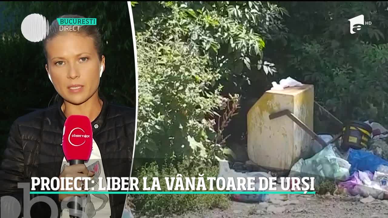 Urşii ar putea fi v&acirc;naţi la liber!