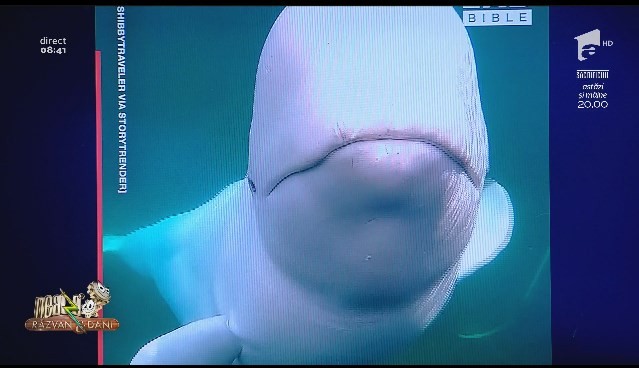Smiley News - Neatza cu Răzvan și Dani. Beluga, balena albă, gest neașteptat. Cum a &icirc;napoiat o cameră de filmare căzută &icirc;n apă