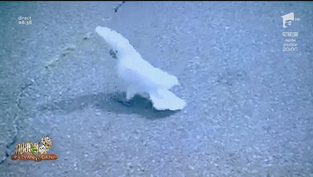 Smiley News - Neatza cu Răzvan și Dani. Papagalul dansator și șoferul care s-a făcut de r&acirc;s &icirc;n parcare