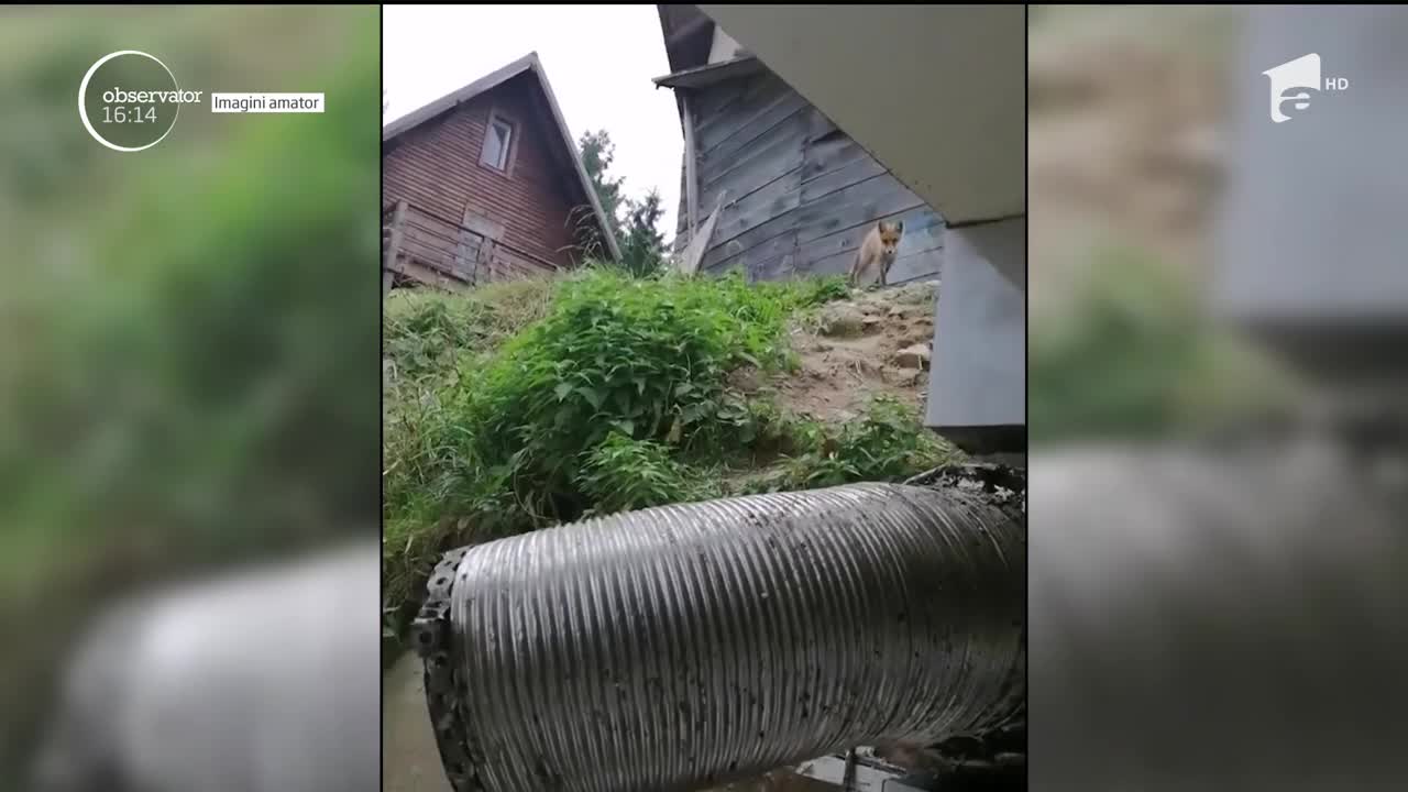Vulpe fugărită de mai multe pisici flăm&acirc;nde