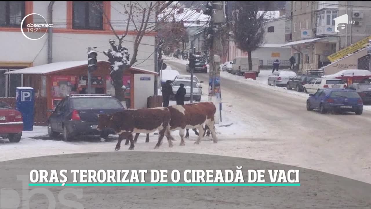 Un oraş din Rom&acirc;nia este terorizat de o cireadă de vaci. Zeci de animale au pus stăp&acirc;nire pe străzi