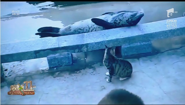 Smiley News - Neatza cu Răzvan și Dani. Foca actor și sensul de mers dedicat celor care se uită la telefon &icirc;n timp ce merg