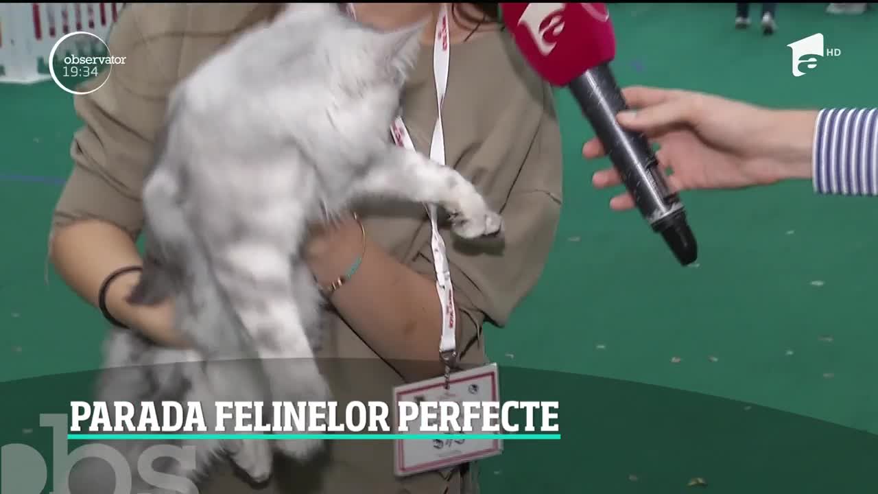 Parada felinelor perfecte, &icirc;n Bucureşti