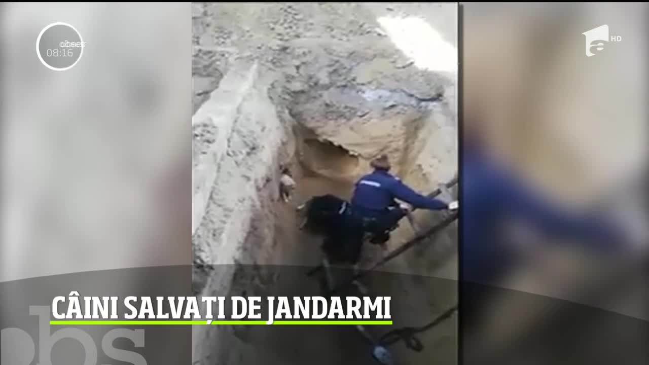 Gest impresionant al jandarmilor din Galaţi. Au salvat doi căţei care căzuseră &icirc;ntr-un şanţ ad&acirc;nc de aproape 5 metri