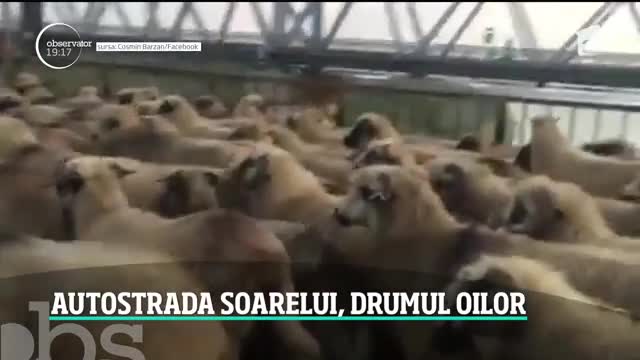 Autostrada Soarelui s-a transformat, din nou, în drumul oilor. Sute de animale au blocat podul de la Cernavodă