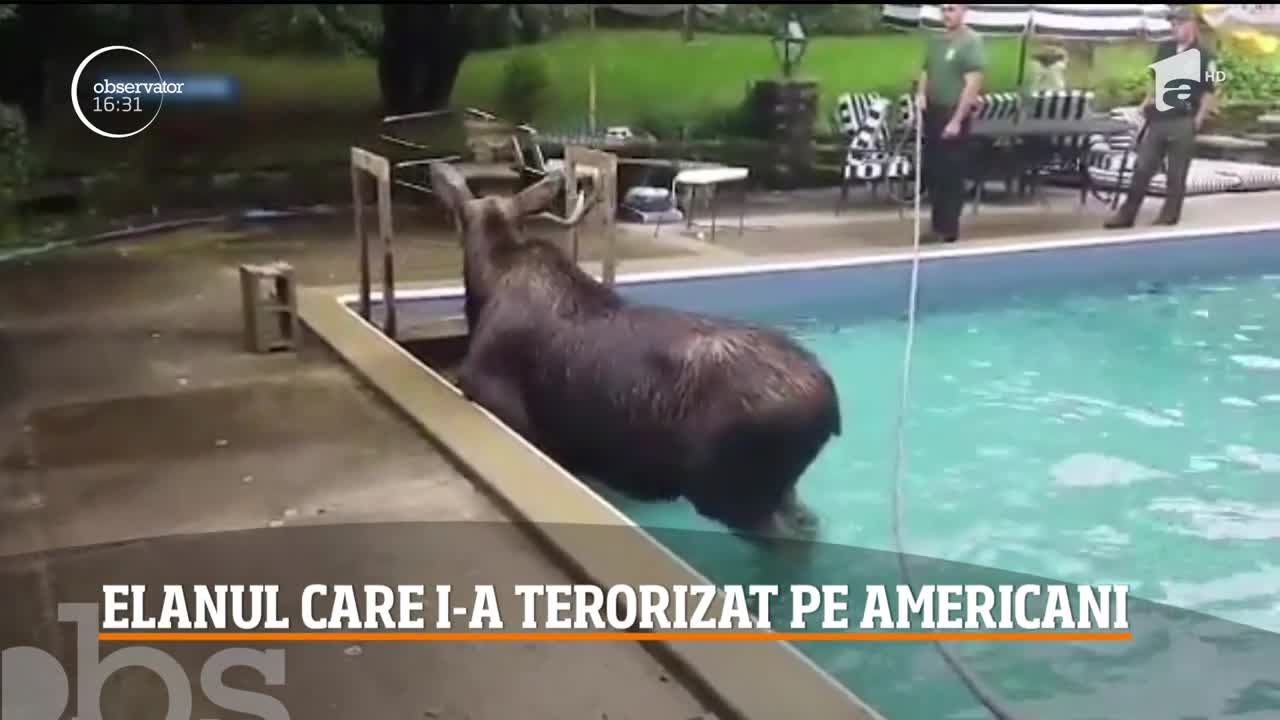 Elanul din piscină. Autorităţilor s-au străduit o noapte &icirc;ntreagă să-l scoată din apă