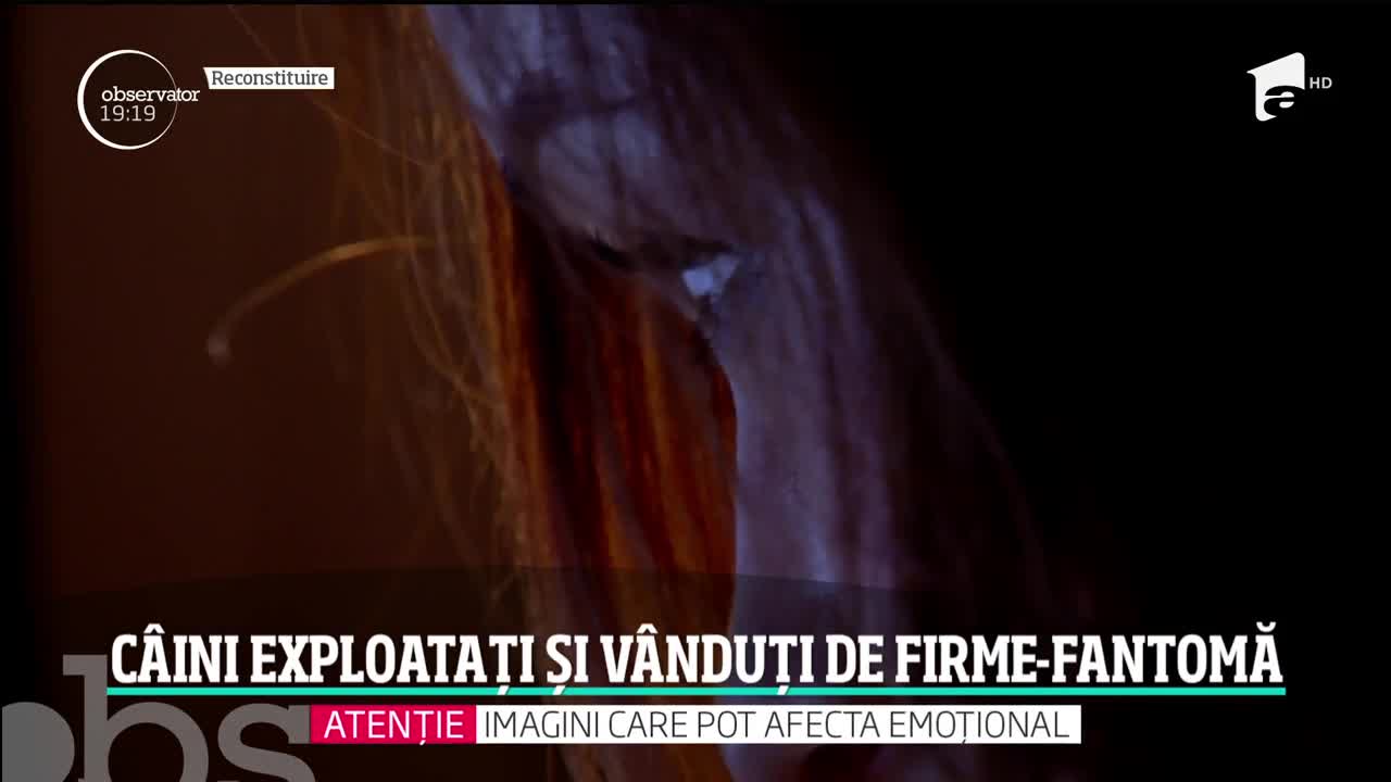 Visul de a avea un căţel se poate transformă &icirc;ntr-un coşmar. Ce a păţit o t&acirc;nără care a luat un labrador de pe internet