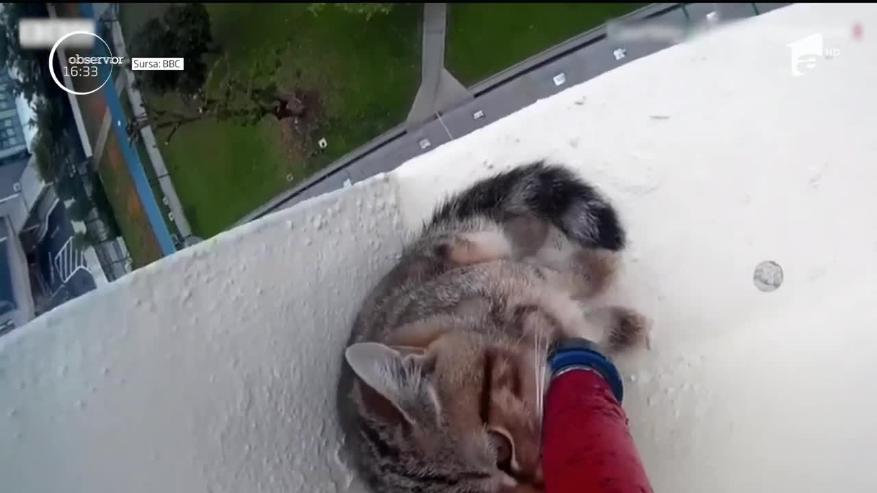&Icirc;n Singapore, accidentele suferite de pisici au devenit o problemă. &Icirc;n medie, cinci feline pe săptăm&acirc;nă cad de la &icirc;nălţime