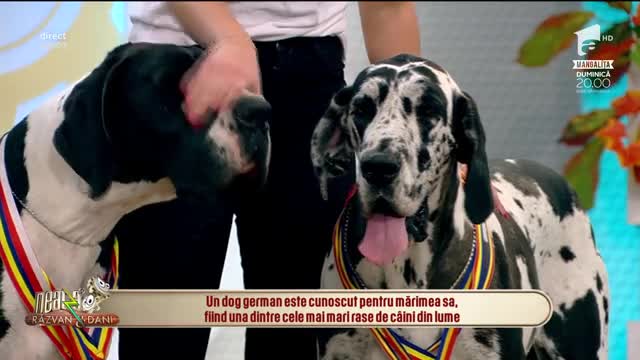 Ziua Internaţională a Animalelor - Cei mai frumoşi câini din rasa dog german!