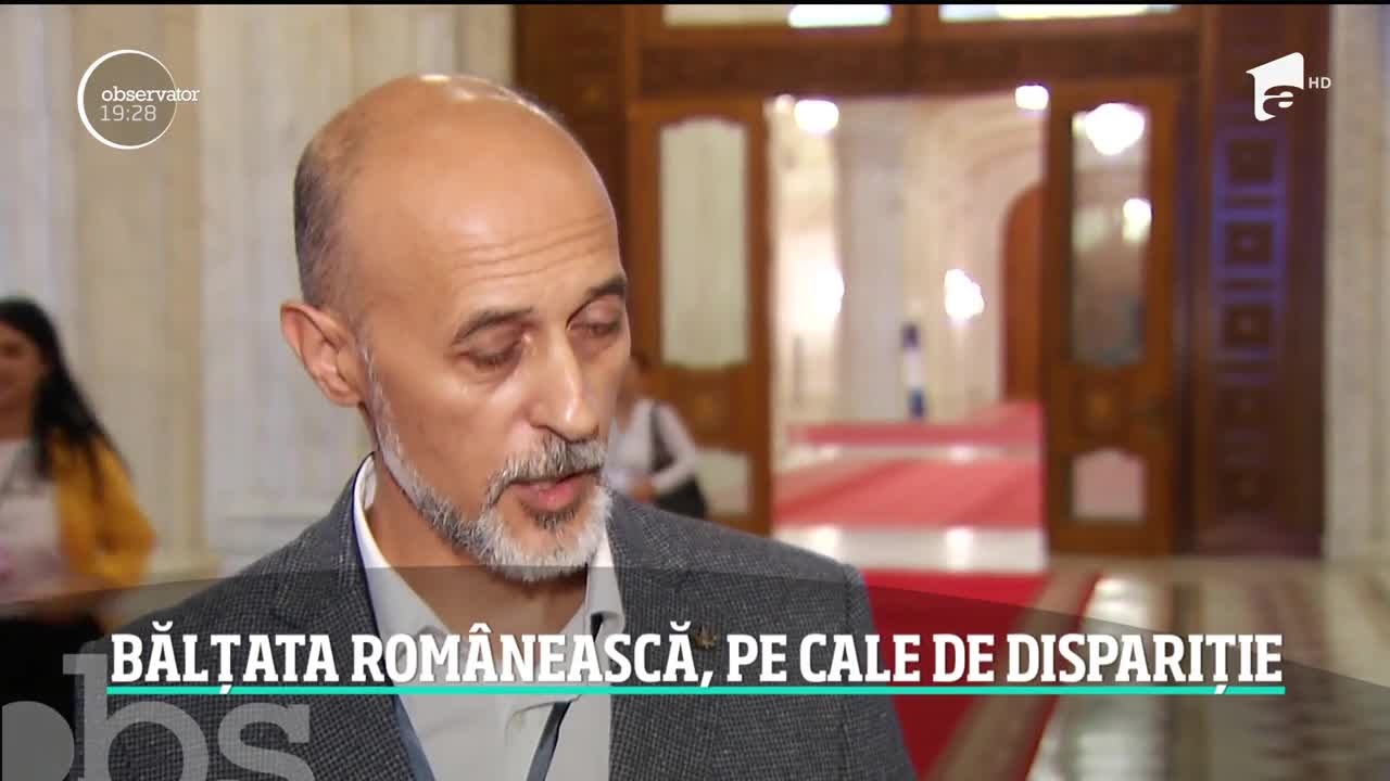 Vaca rom&acirc;nească, pe cale de dispariţie. Acum avem de trei ori mai puţine bovine dec&acirc;t imediat după Revoluţie