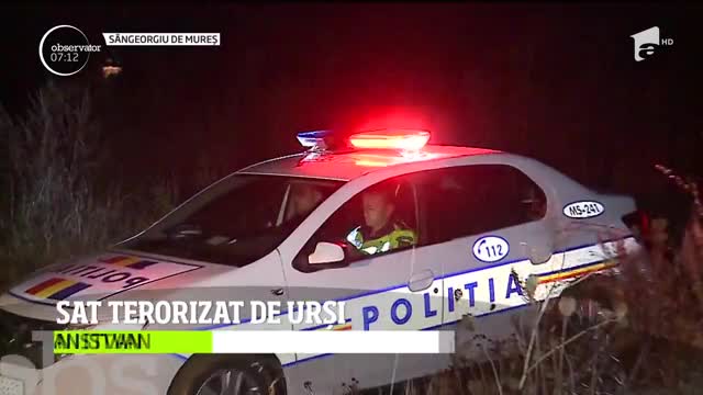 Sat din Mureș terorizat de urși. Localnicii nu mai dorm de teamă