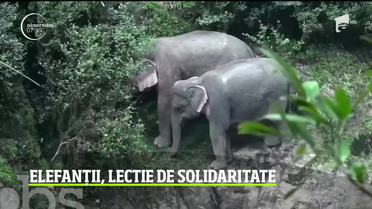 Elefanții, lecţie impresionantă de solidaritate. Şase elefanţi au murit &icirc;n timp ce &icirc;ncercau să se salveze unii pe alţii