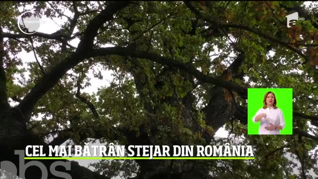 Cel mai bătr&acirc;n stejar din Rom&acirc;nia are peste 900 de ani