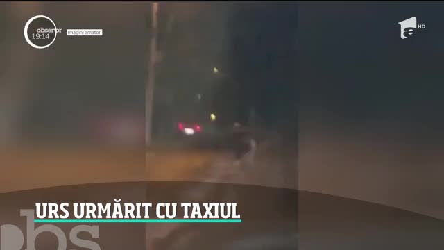 Urs urmărit cu taxiul, pe străzile din Făgăraş. Incidentul a fost filmat &icirc;n apropierea gării din oraş