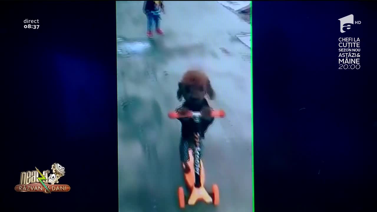 Smiley News - Neatza cu Răzvan și Dani. C&acirc;inele care ştie să meargă pe trotinetă