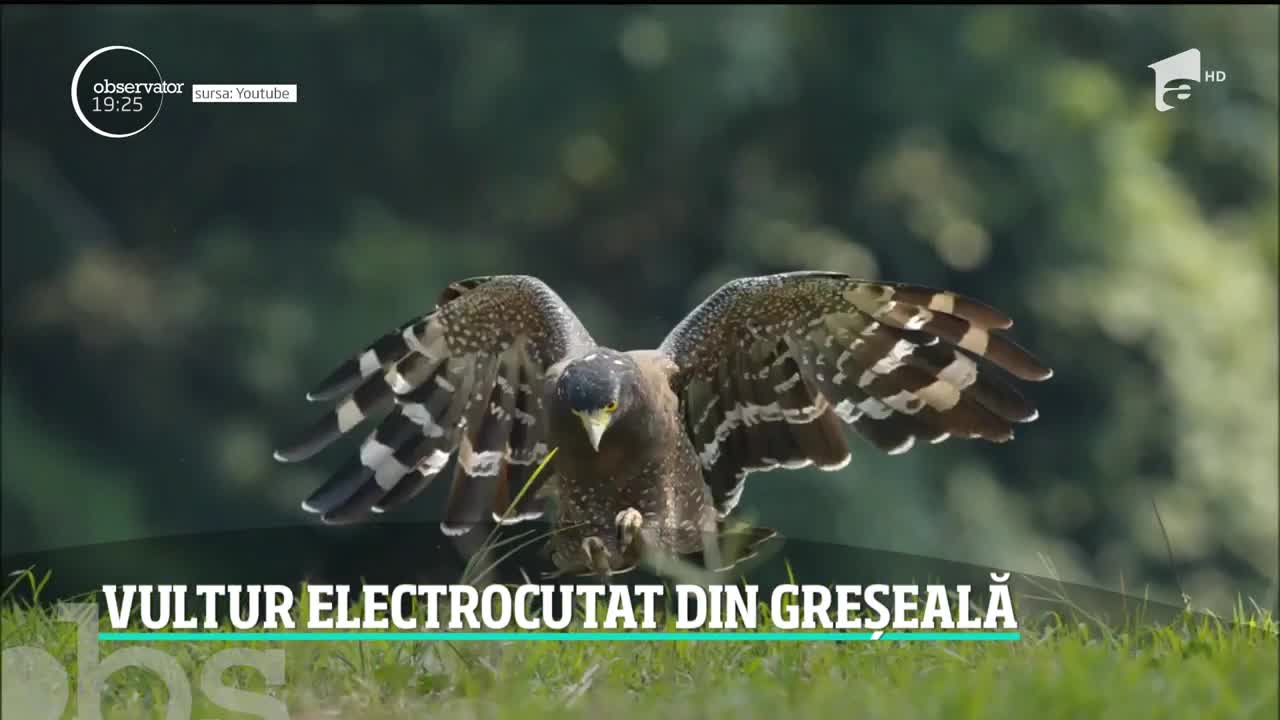 Un vultur care a supravieţuit &icirc;n zone de război și deșert a murit electrocutat &icirc;n Rom&acirc;nia. Pasărea era monitorizată din 2017