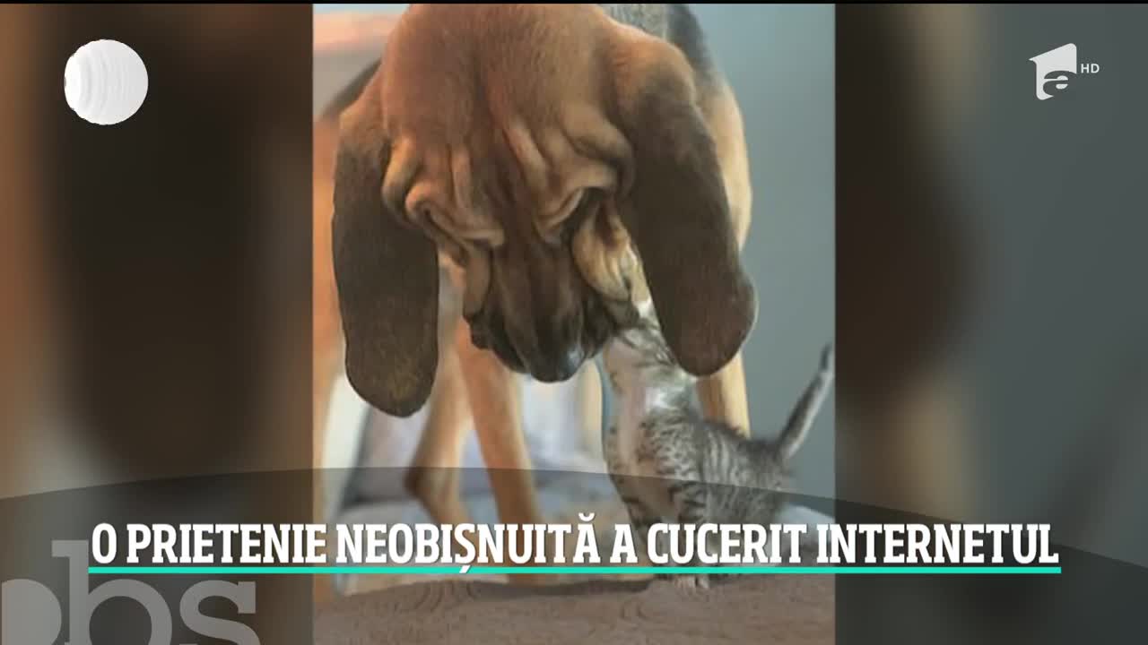 Prietenie neobișnuită. Un c&acirc;ine uriaș consolează un pui de pisică