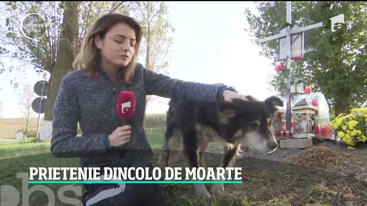 Povestea ca de film. De aproape trei săptăm&acirc;ni, un c&acirc;ine veghează zi şi noapte locul unde un student şi-a pierdut viaţa