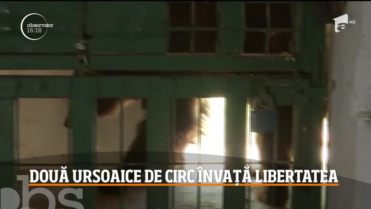 După o viaţă trăită &icirc;n cuşti de 3 metri pătraţi, cele două ursoaice de circ aduse &icirc;n Rezervaţia de la Zărneşti &icirc;nvaţă ce &icirc;nseamnă viaţa &icirc;n libertate!