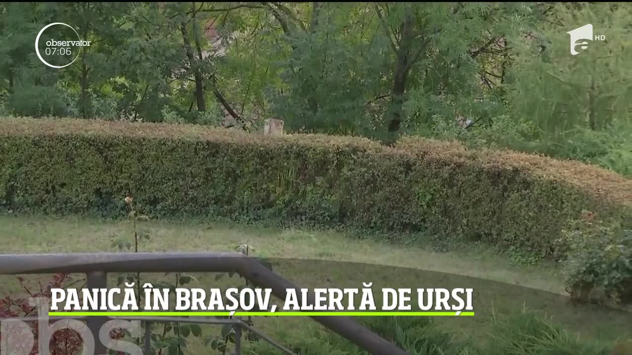 Este alertă &icirc;n Braşov după ce, de c&acirc;teva zile, un cartier din oraş primeşte vizitele a doi pui de urs care dau t&acirc;rcoale pe l&acirc;ngă casele oamenilor