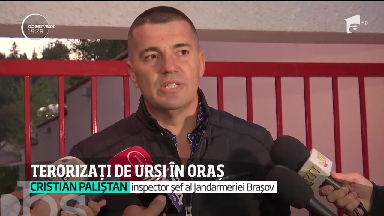 Urşii au cobor&acirc;t &icirc;n centrul oraşului Braşov!