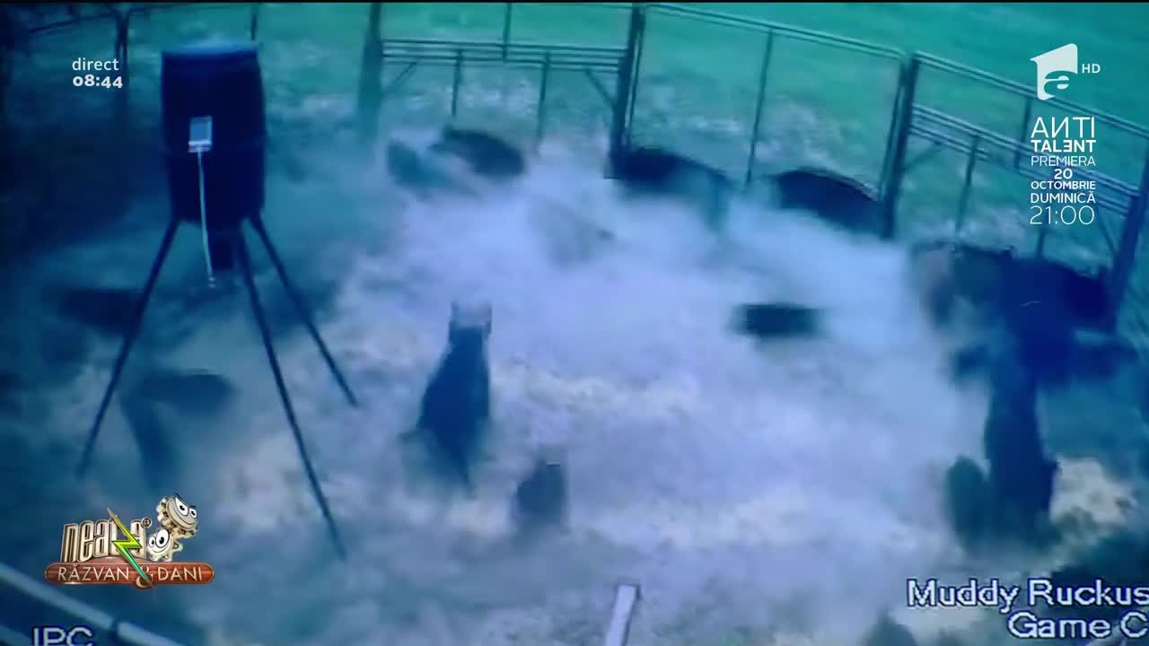 Smiley News - Neatza cu Răzvan și Dani. Fizerul, ferma de porci și căsuța din povești