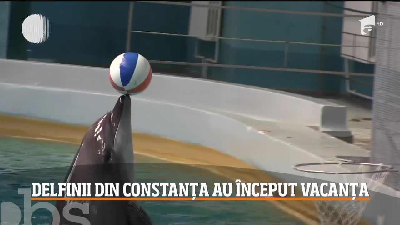 Delfinii din Constanța au &icirc;nceput vacanța