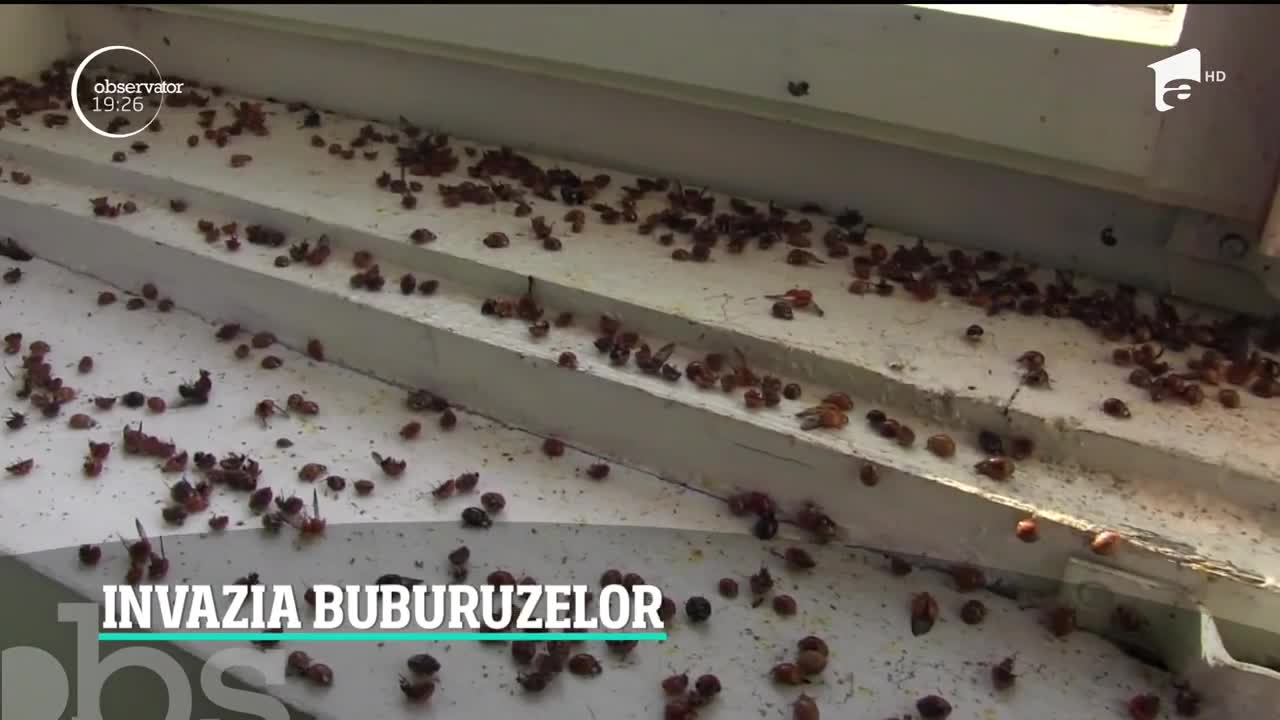 Filmele de groază au ajuns realitate. Locuitorii unui oraş din Timiş sunt terorizaţi de buburuze