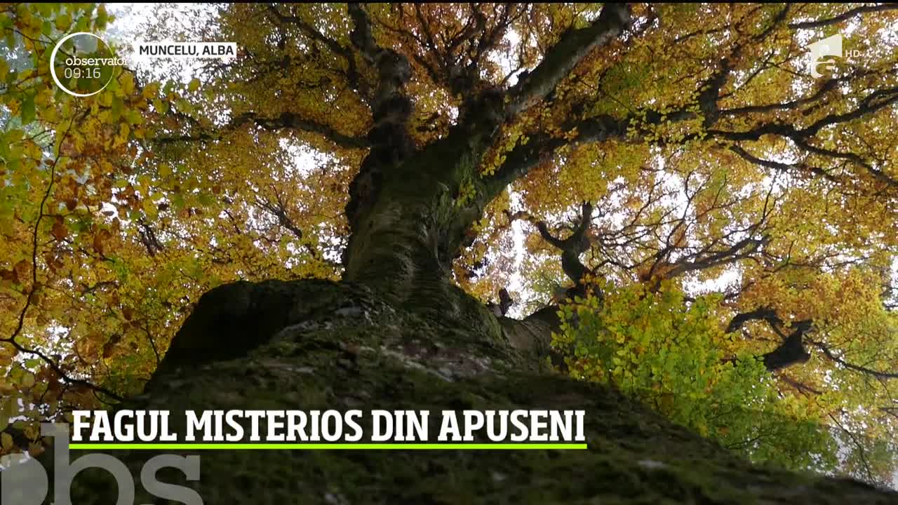 Fagul misterios, m&acirc;ndria locuitorilor din Muncelu, un sat din Baia de Arieş