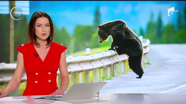 Un urs a semănat teroare. O mamă &icirc;nsărcinată şi copiii ei au fost atacaţi de animalul sălbatic