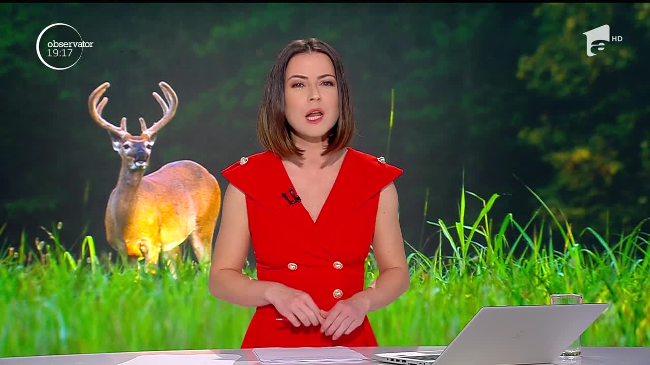 Cerbul &icirc;mpușcat de braconieri a murit aștept&acirc;nd ajutor de la oamenii din C&acirc;mpulung Moldovenesc