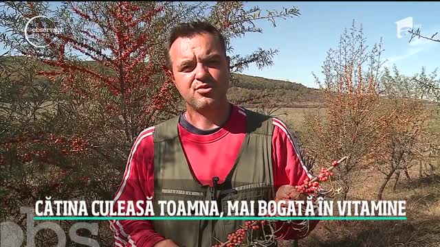 Cătina, bombă de energie şi nutrienţi