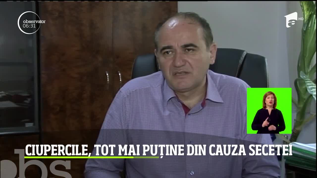 Ciupercile, tot mai puține din cauza secetei