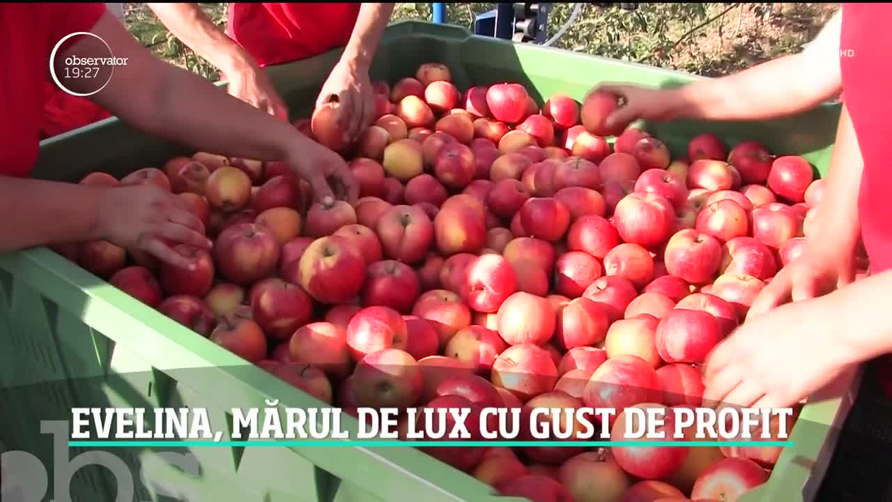 Evelina, mărul de lux cu gust de profit