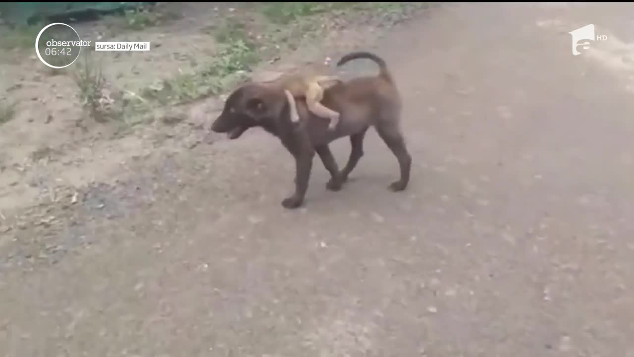 Scene emoţionante filmate &icirc;n India! Un căţel a salvat viaţa unui pui de maimuţă