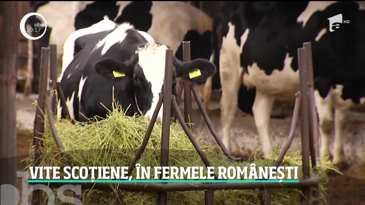 Vite scoțiene, &icirc;n fermele rom&acirc;nești