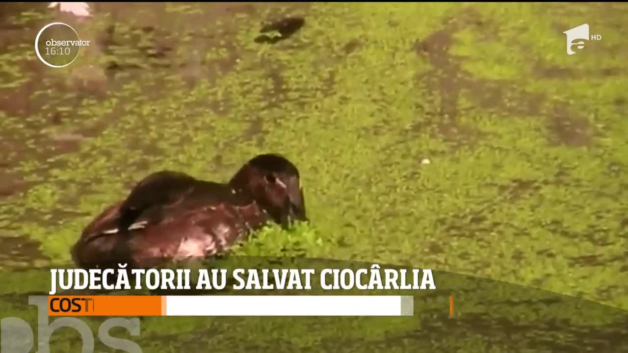 V&acirc;nătoarea cioc&acirc;rliilor, interzisă prin lege &icirc;n Rom&acirc;nia, spre disperarea v&acirc;nătorilor italieni